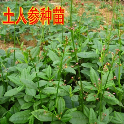 可种植土人参苗子假人参可盆栽