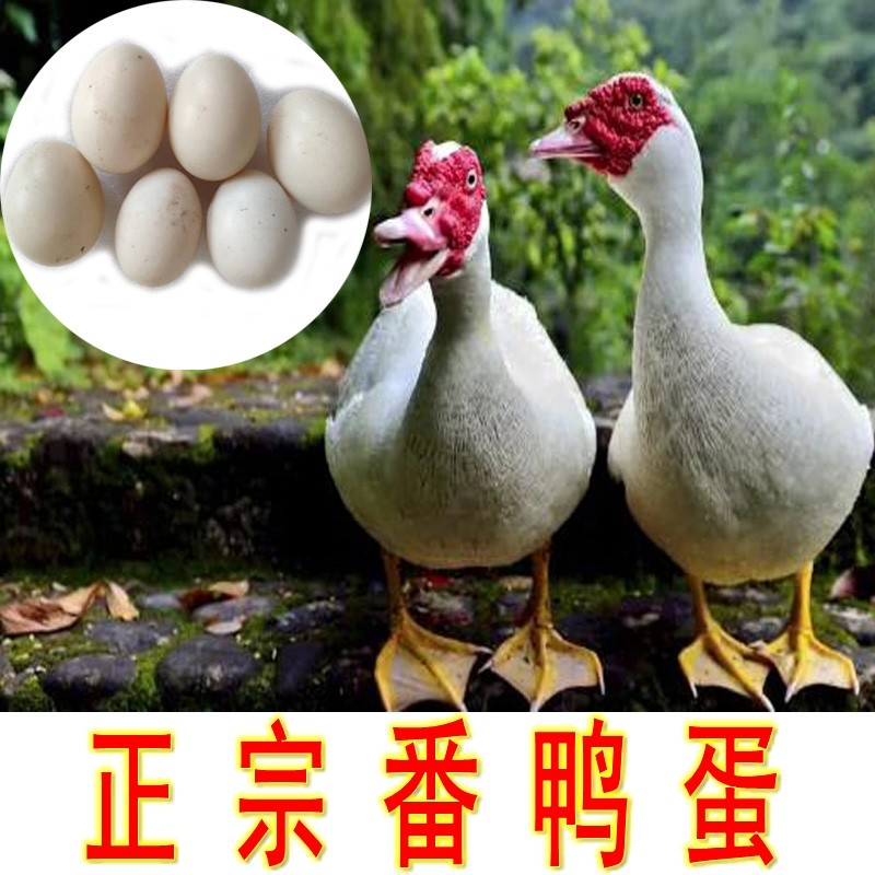 正宗新鲜番鸭蛋散养食用大雁鸭蛋农家纯天然大个美洲雁鸳鸯鸭包邮