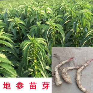 现挖新鲜巨型地参苗芽泽兰银条菜地环虫草参地藕地笋可种植包邮