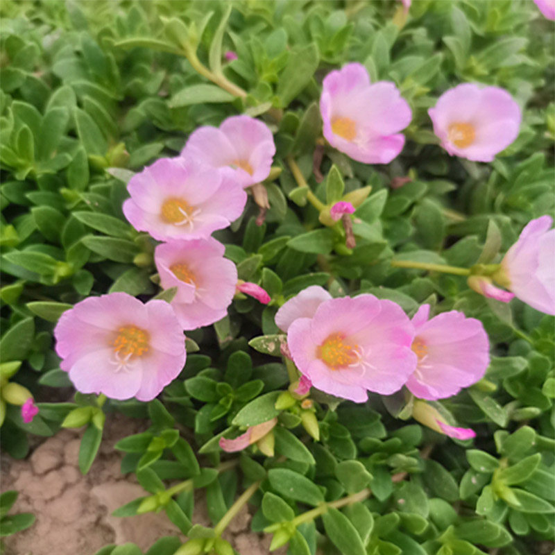 太阳花可种植苗子黄色红色粉色图片