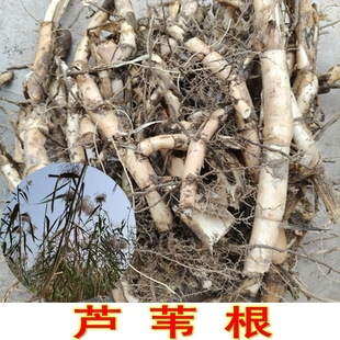 芦苇根新鲜现挖现发可食用泡水可种植水生植物好活中药材芦根包邮