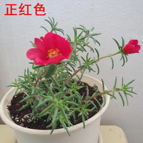单元瓣太阳花带根苗子现挖现发图片