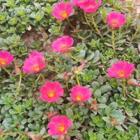 马齿苋太阳花红色玫红黄色粉色苗图片