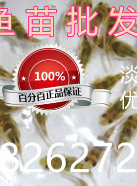 石斑淡水鱼苗活体包邮