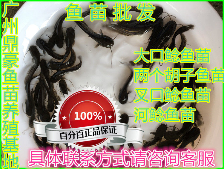 南方大口鲶鱼苗淡水养殖二须鲶鱼土鲶鱼苗大型冷水鱼活体包邮包活