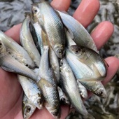 淡水土鲮鱼苗罐头鲮泰国鲮红眼鲮麦鲮鱼苗打折季 包邮 冲钻新款 全场