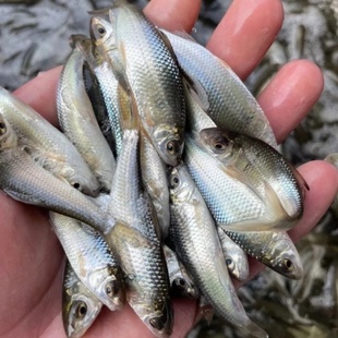 淡水土鲮鱼苗罐头鲮泰国鲮红眼鲮麦鲮鱼苗打折季冲钻新款全场包邮