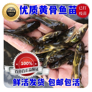 优质黄骨鱼苗 黄辣丁鱼苗淡水养殖黄颡鱼苗 黄丫头鱼苗黄尾巴鱼苗