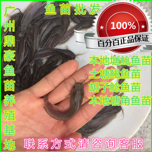 正宗本地三黄塘鲺鱼苗土塘鲺鱼苗塘角鱼鱼苗革胡子鲶鱼苗包邮包活