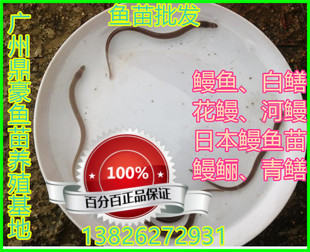 淡水鳗鱼苗活体白鳝日本鳗鱼苗河鳗鱼花鳗鱼黑鳗鱼苗掌柜推荐 甩卖