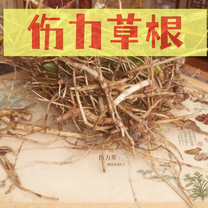 豫东特产伤力草,伤力草根,现挖现发纯根茎,补气强身中草药河南