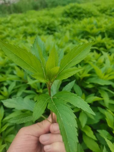 伤力草植物天然中成药强身健体新鲜原生态中草药绿植鲜活内外正品