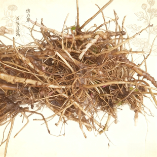 豫东特产伤力草,伤力草根,现挖现发纯根茎,补气强身中草药力草