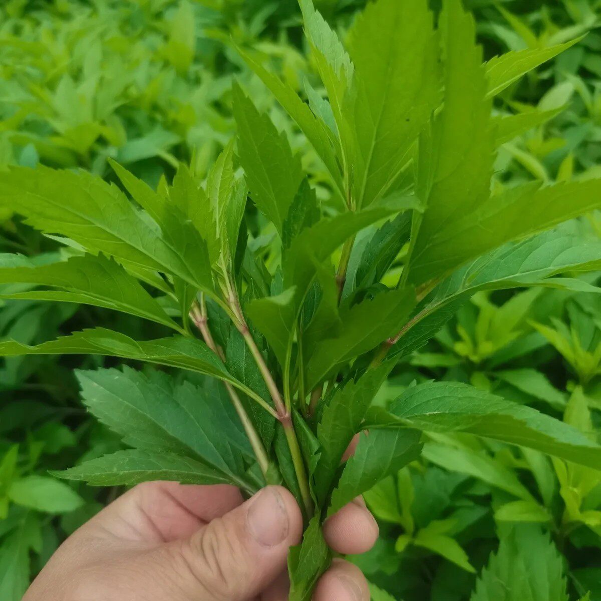 新鲜现采伤力草,商丘特产先发现采保鲜发货,伤力草补气强身四季