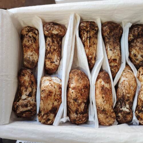顺丰包邮云南香格里拉新鲜松茸菌1000克出口级7一9cm