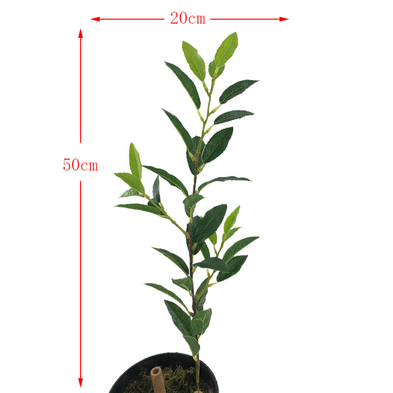 仿真新茶花假树叶单枝都匀毛尖茶叶绿茶红茶屏风盆栽装饰摆设直销