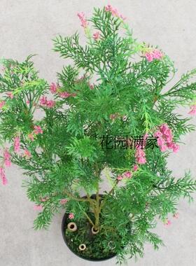 新品仿真绿植物亚洲松柏树长青树叶松柏叶假松树背景装饰用叶直销