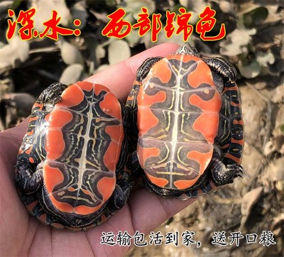红腹西锦龟深水龟鱼缸混养乌龟西部吃粪龟观赏小乌龟活物西锦龟苗