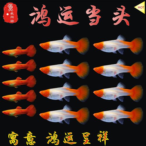 鸿运当头孔雀鱼分水活体孕母临产