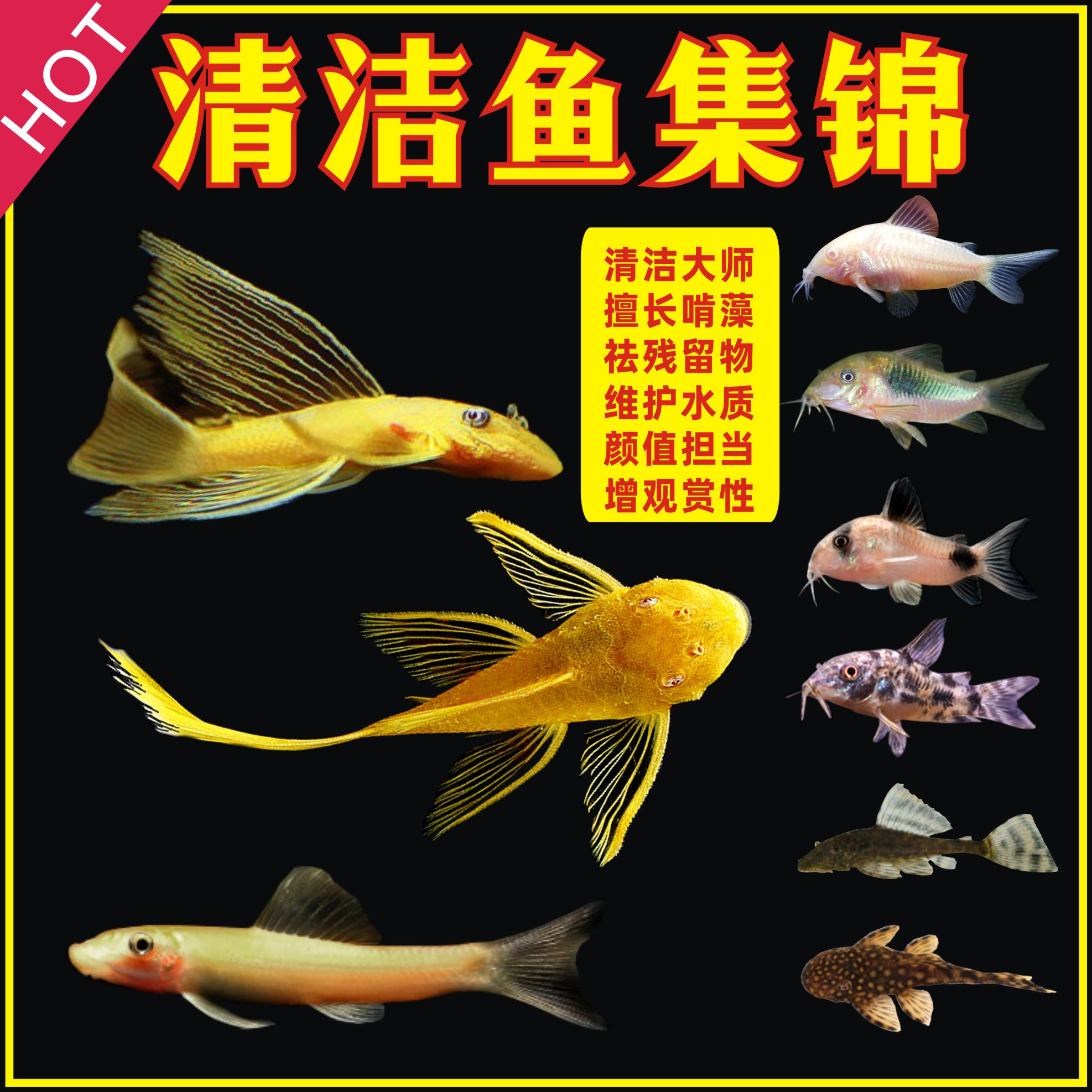 鱼我所欲清洁鱼淡水包邮清道夫