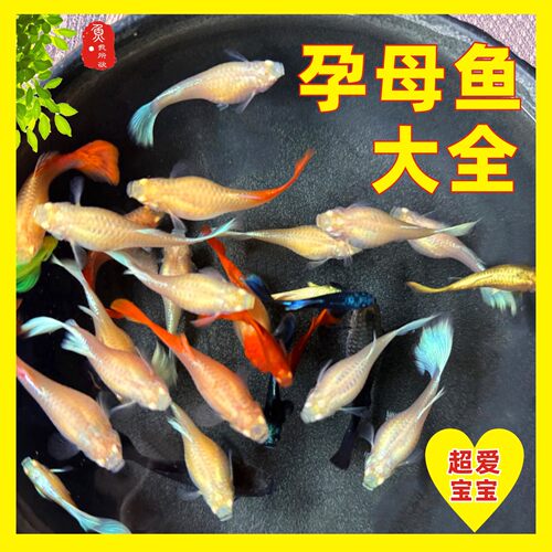 孔雀鱼孕母临产大肚孕母鱼