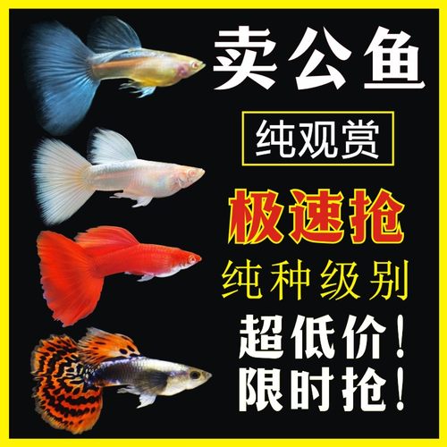 公鱼孔雀鱼热带淡水活鱼特惠包邮