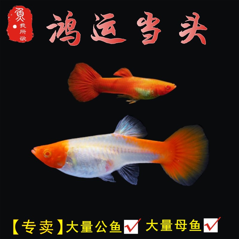 鸿运当头孔雀鱼分水活体孕母临产