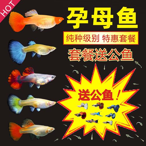 孔雀鱼淡水热带鱼包邮孕母凤尾鱼