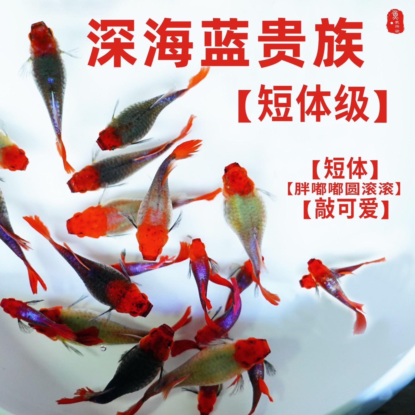 深海蓝贵族球体孔雀鱼巴西红头