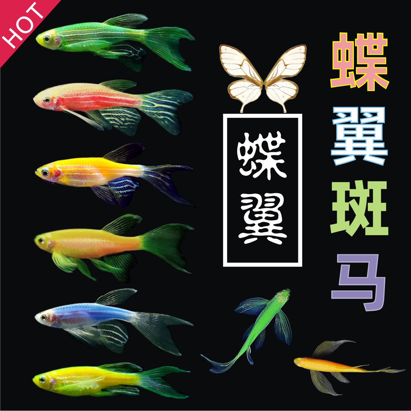 鱼我所欲斑马鱼淡水鱼蝶翼