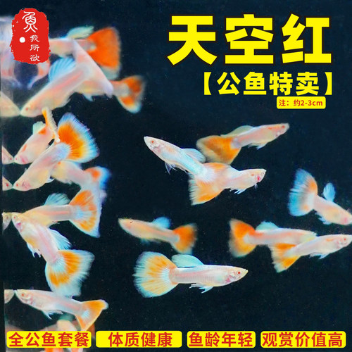 天空红孔雀鱼孕母临产蓝白孔雀鱼