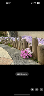 芝樱花苗四季丛生福禄考阳台花海庭院趣味草本花卉直销美观热卖爆