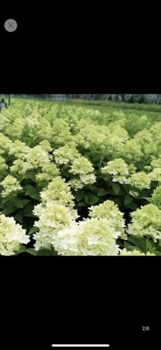 圆锥绣球石灰灯香草草莓耐热耐寒灌木庭院阳台花卉苗植物贝拉安娜