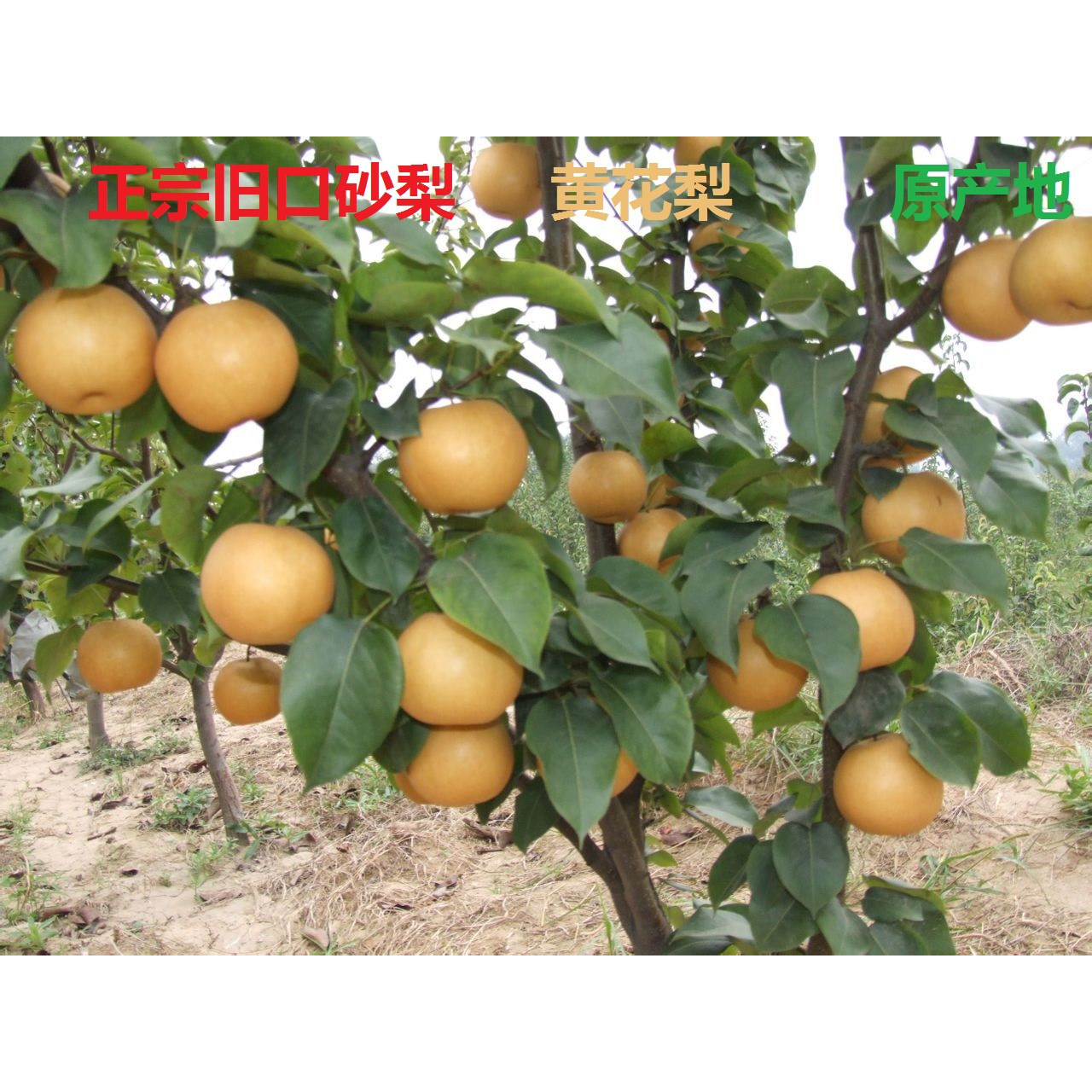 农村直发新鲜水果 正宗旧口砂梨梨
