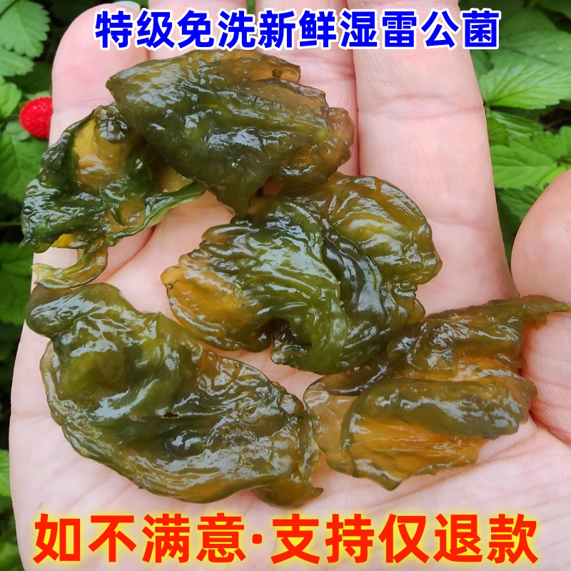 带来康湖南野菜雷公菌软嫩丝滑