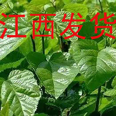 新鲜桑叶蚕宝宝饲料江西发货