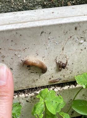 鼻涕虫活体黏黏虫软体爬虫高突蛞蝓半蛞蝓活体儿童宠物科研教学