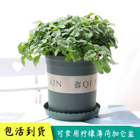 Mint, rosemary, thyme, sweet basil leaves, lemongrass, Perilla, fresh edible Western herbs and spices potted plants thumbnail 5