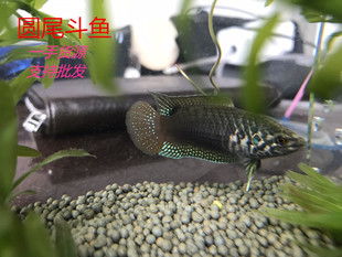 中国斗鱼圆尾国斗普叉叉尾斗鱼道士鱼菩萨冷水原生观赏鱼
