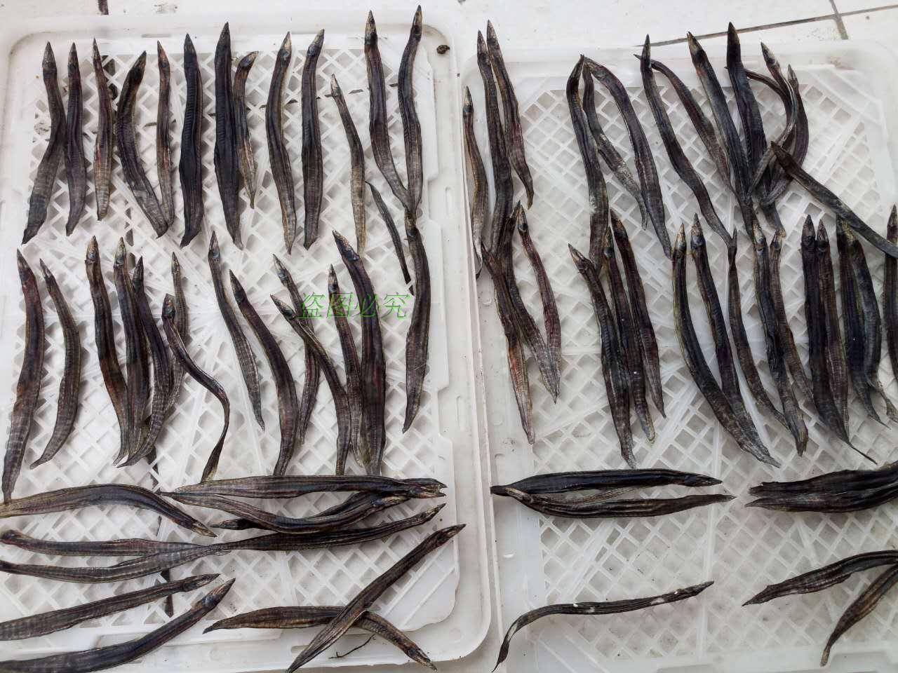 纯野生特产刀鳅鱼干货刺鳅干淡水泥鳅鱼干板鳅无盐刺泥鳅干250克