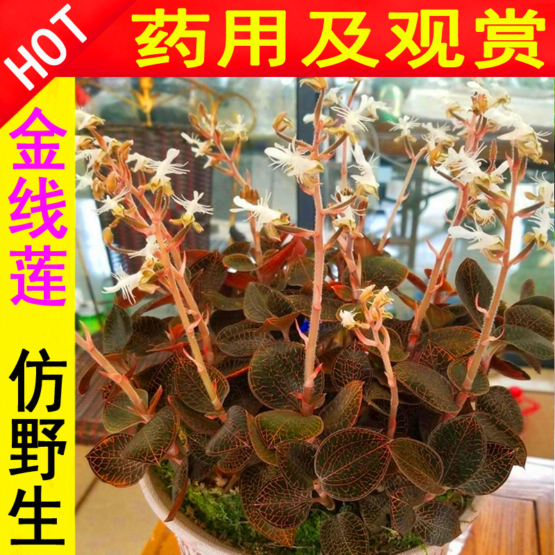 传说中的仙草金线莲药用及观赏正宗福建品种边养边吃