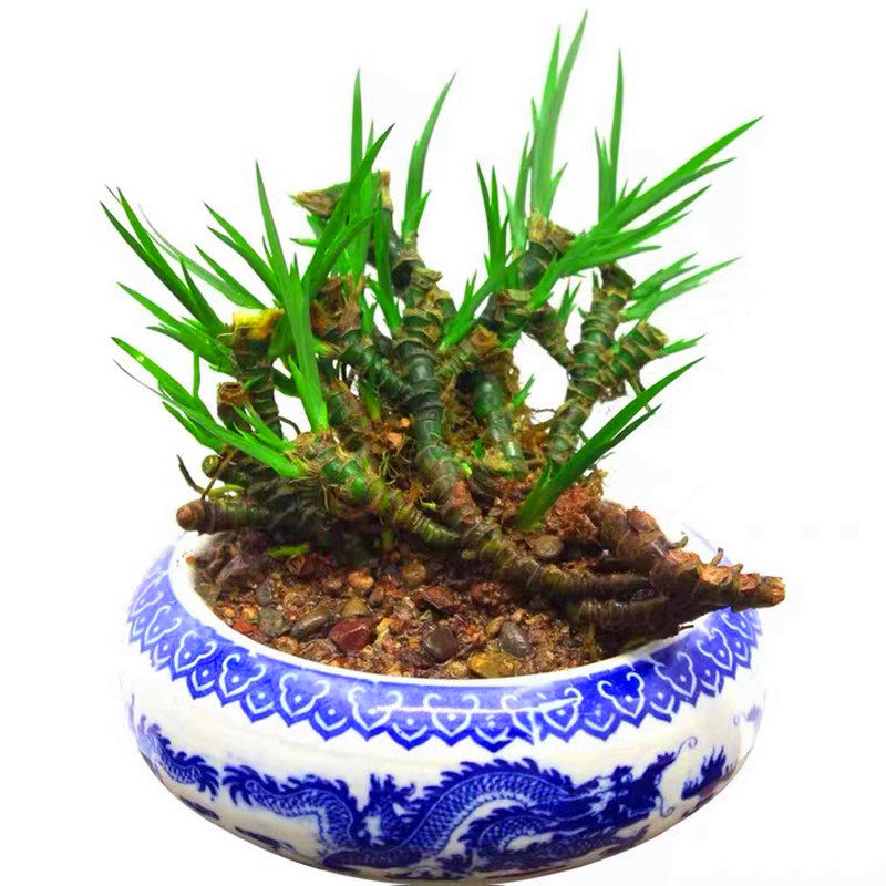 小老桩龙根石菖蒲苗盆栽水培过滤假山吸水石花卉盆景造型室内客厅