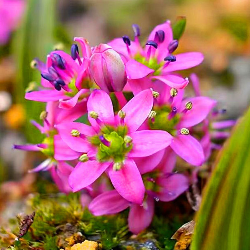 日本平行线油点麦穗兰花草