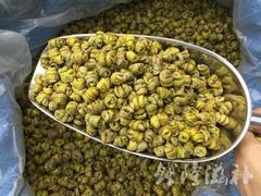 正宗仿野生霍山铁皮石斛枫斗鲜条加工有胶质水草石斛枫斗250g起批