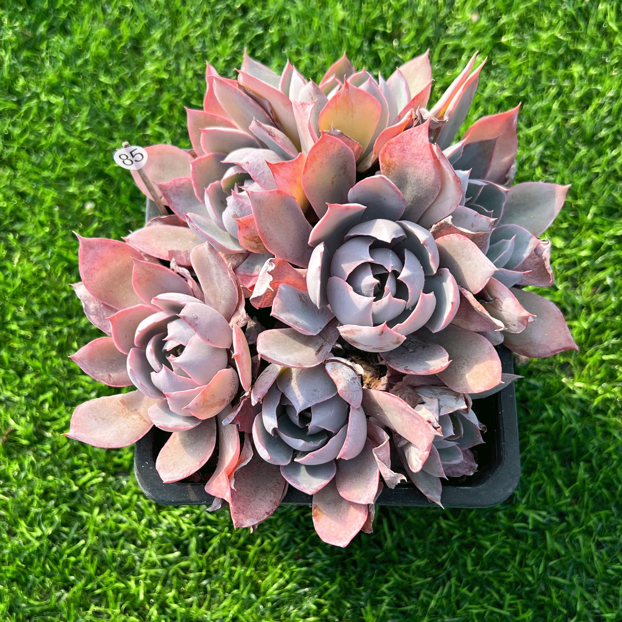 多肉植物粉红仙子薄叶绿植老桩