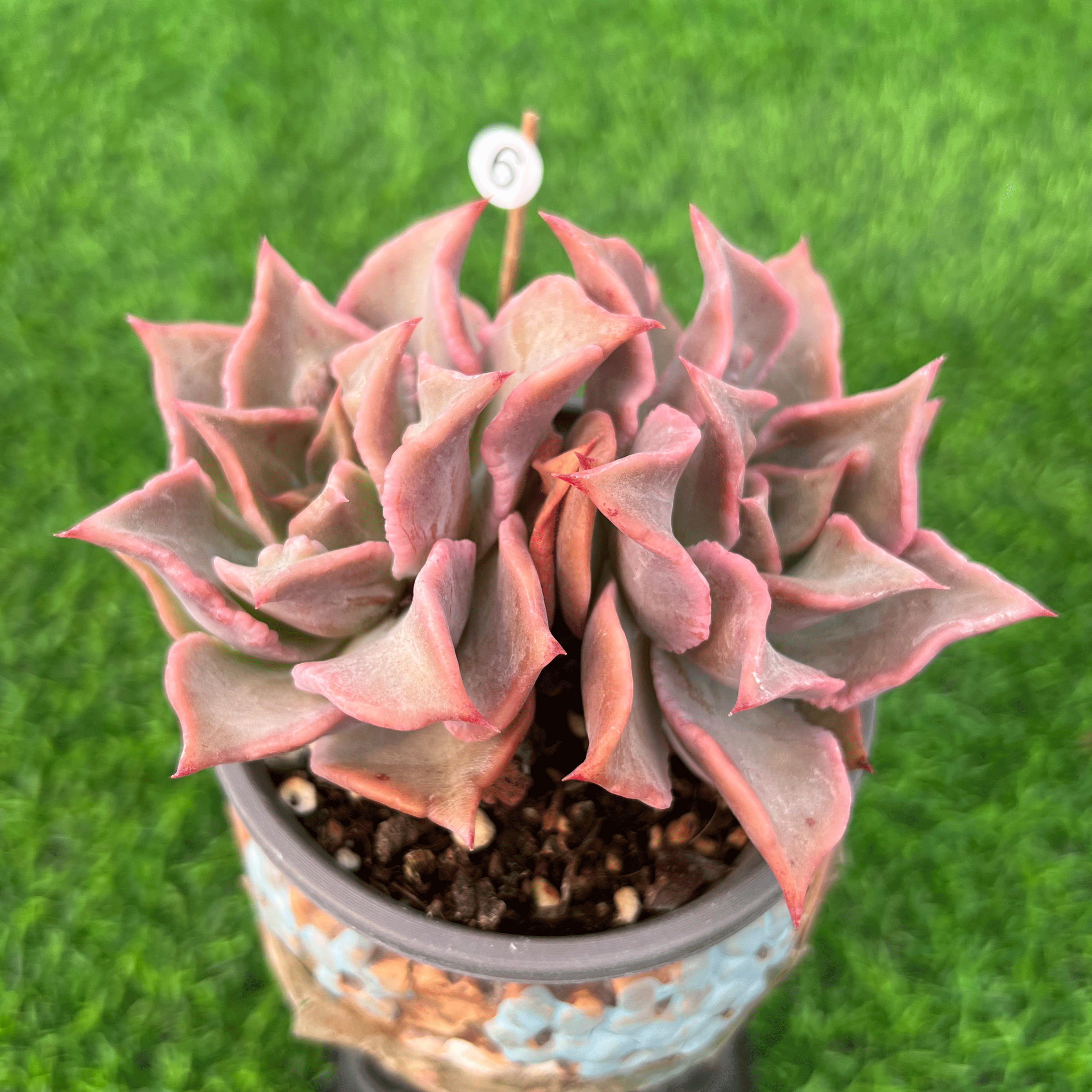 红饺子皮 多肉植物 单群生一物一拍绿植盆栽无砍自然群阳台办公桌