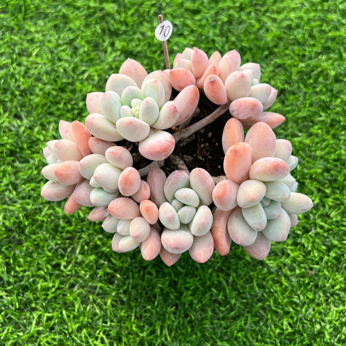 新香水无砍自然群生多肉植物