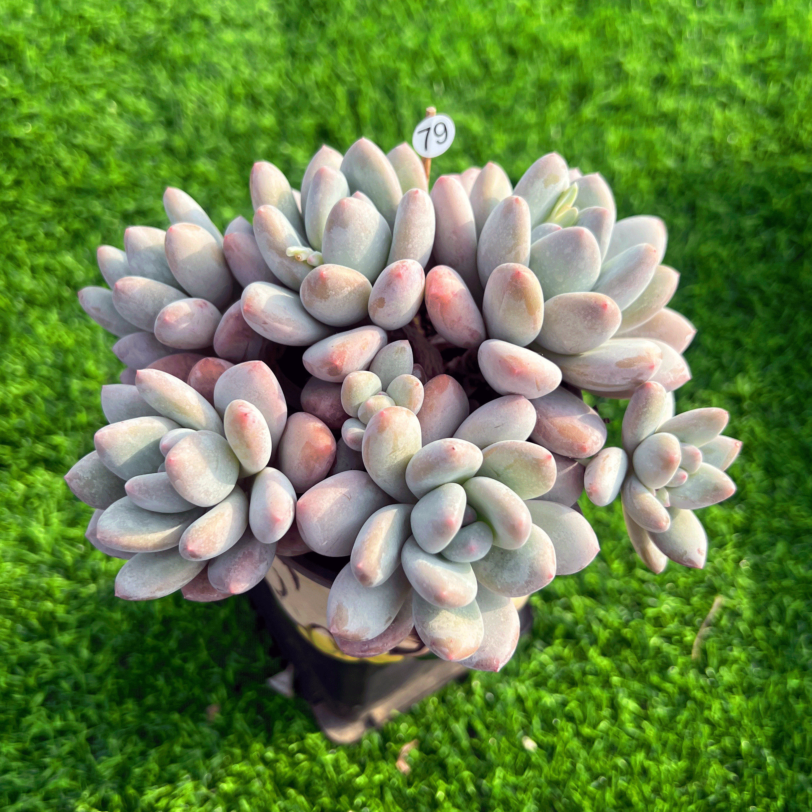 新香水 多肉植物一物一拍 精品控养未砍自然整群阳台盆栽绿植易养