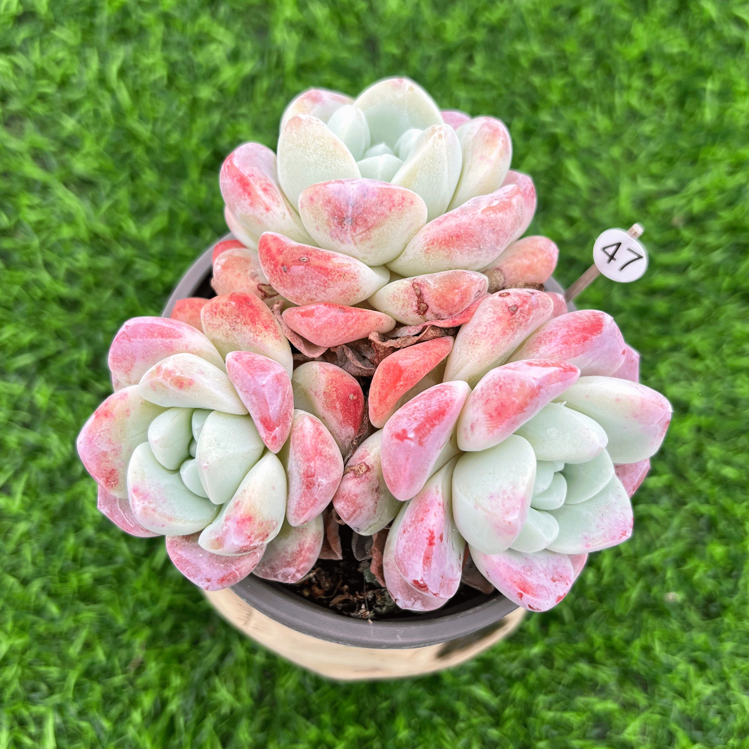 冰玉 多头多肉植物 奶油冰玉一物一拍自然群无砍萌肉阳台绿植盆栽