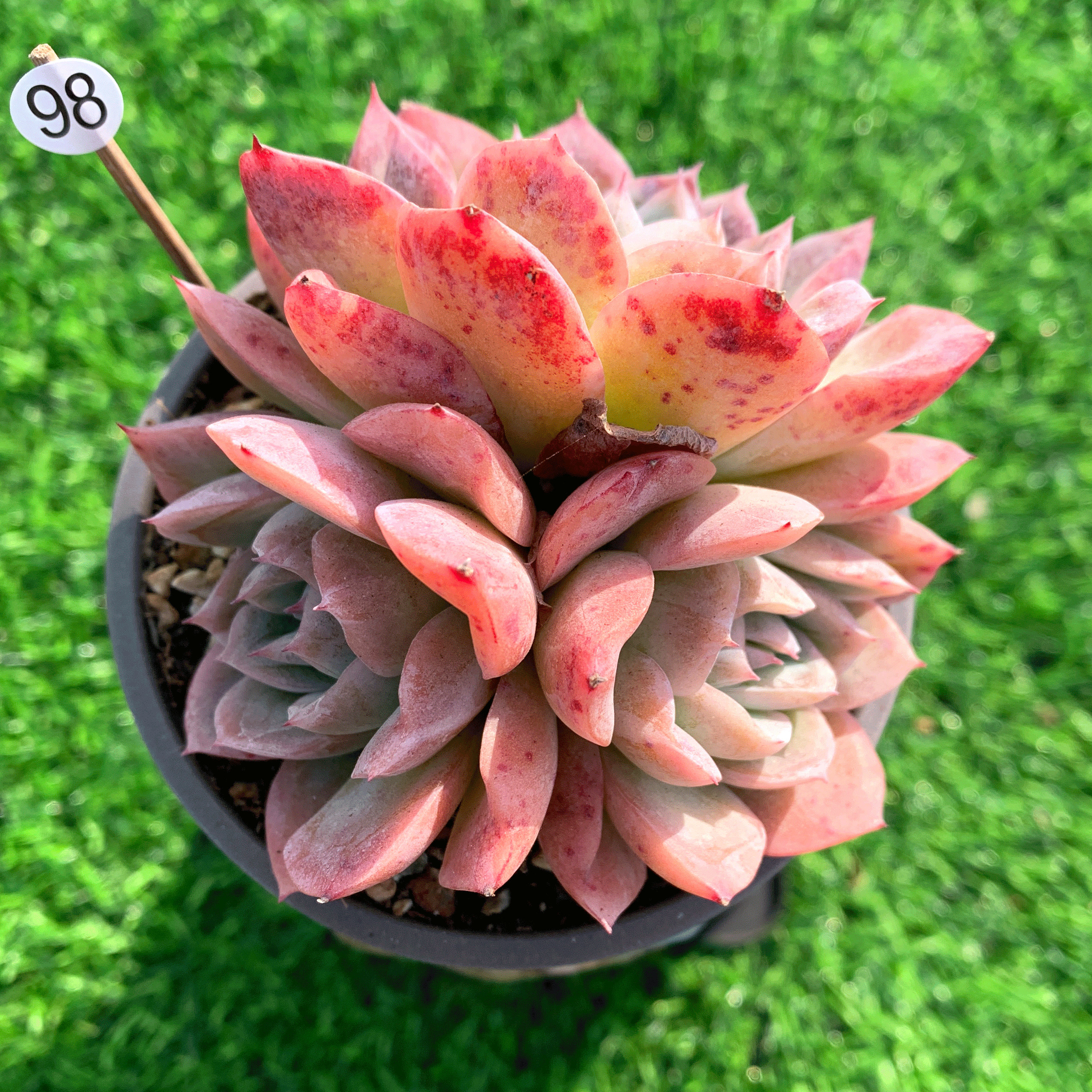 落樱多肉植物月影一物一拍原始蓝色惊喜原始冰梅祖冰梅绿植不包整
